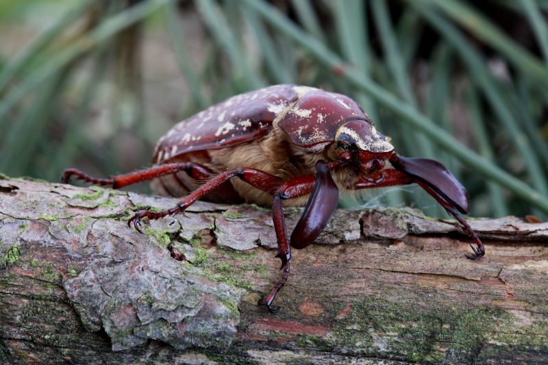 Polyphylla fullo var. marmorata